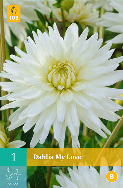 Dahlia My Love * 1 Pc