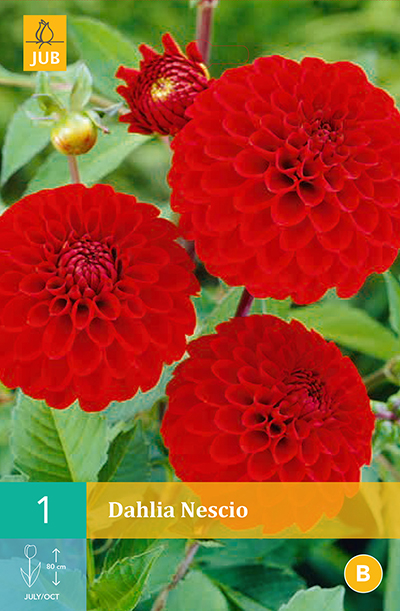 Dahlia Nescio * 1 Pc