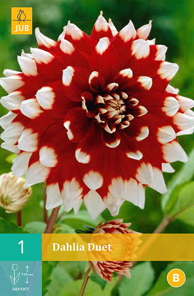 [132604] Dahlia Duet * 1 Pc