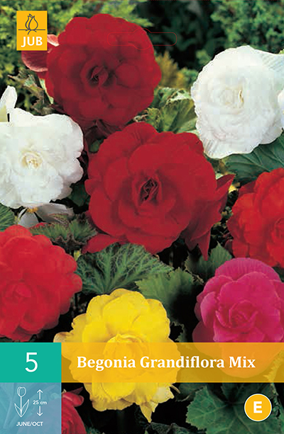 Begonia Grandiflora Mix * 5 Pc  : calibre 5/6