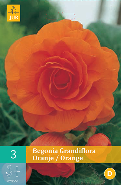 Begonia grandiflora Orange * 3 Pc  : calibre 5/6