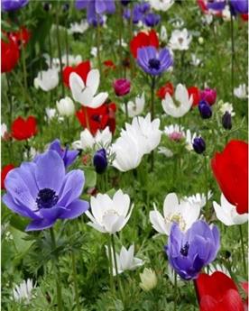Anemone Coronaria De Caen Mix * 15 Pc  : calibre 6/7
