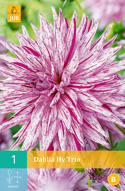 Dahlia Hy Trio * 1 Pc