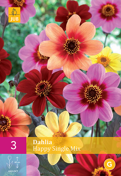 Dahlia Happy Single Mix * 3 Pc