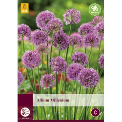 Allium Millenium 1 Pc ** Répulsif pour gibiers **