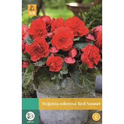 Begonia cascade Odorosa Red Sunset New * 2 Pc  : calibre 5/6 ** Parfumé **