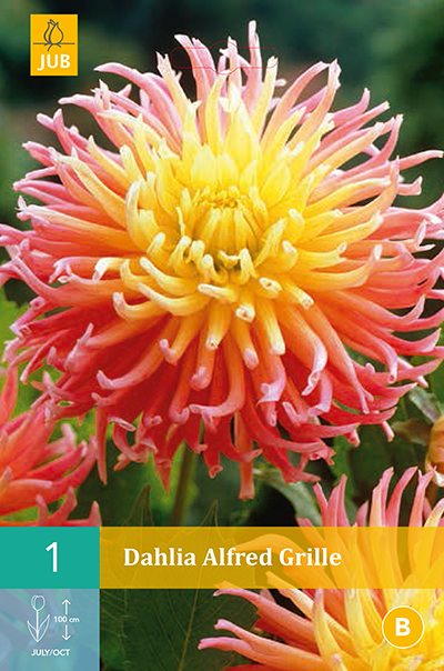 Dahlia Alfred Grille * 1 Pc