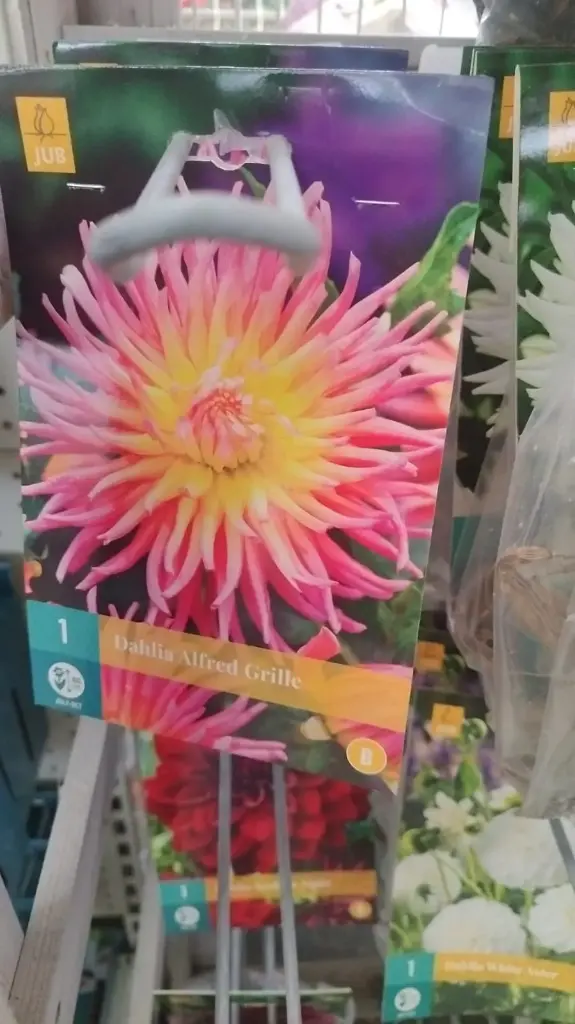 Dahlia Alfred Grille * 1 Pc