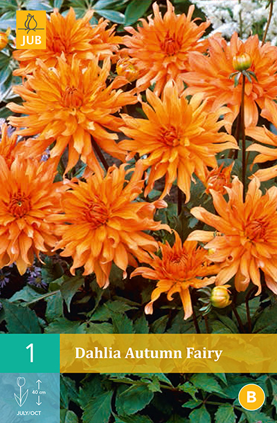 Dahlia Autumn Fairy * 1 Pc