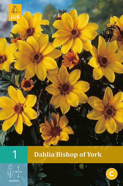 Dahlia Bishop Of York  * 1 Pc