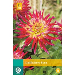 Dahlia Bora Bora 1 pc