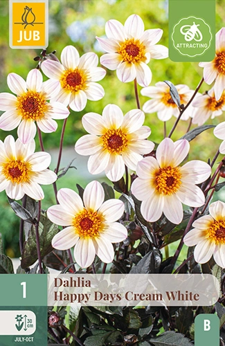[136154] Dahlia Happy Days Cream White* 1 Pc