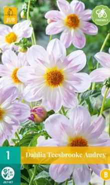 Dahlia Teesbrooke Audrey * 1 Pc ** mellifère **