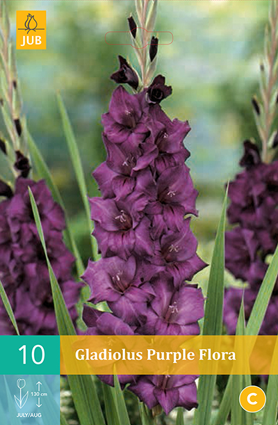 [132473] Glaieul Purple Flora * 10 Pc  : calibre 12/14