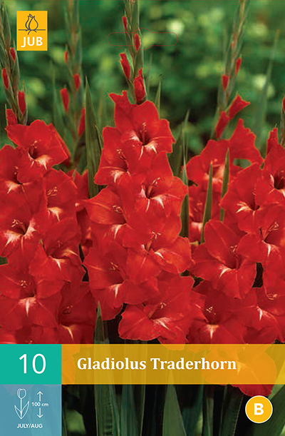 [132476] Glaieul Traderhorn * 10 Pc  : calibre 12/14