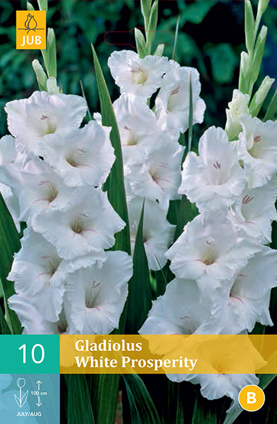 Glaieul White Prosperity * 10 Pc  : calibre 12/14