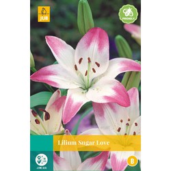[142655] Lilium asiatic Sugar Love * 2 pc