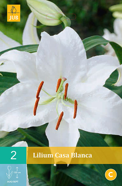 Lys Casa Blanca * 2 Pc  : calibre 14/16