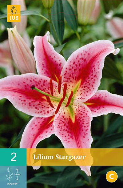 Lys Stargazer * 2 Pc  : calibre 14/16