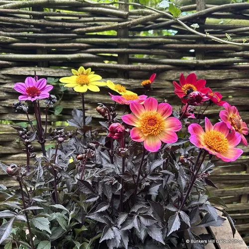 Dahlia Dark Angel Mix Pot P17 cm