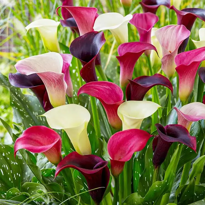 Calla arum