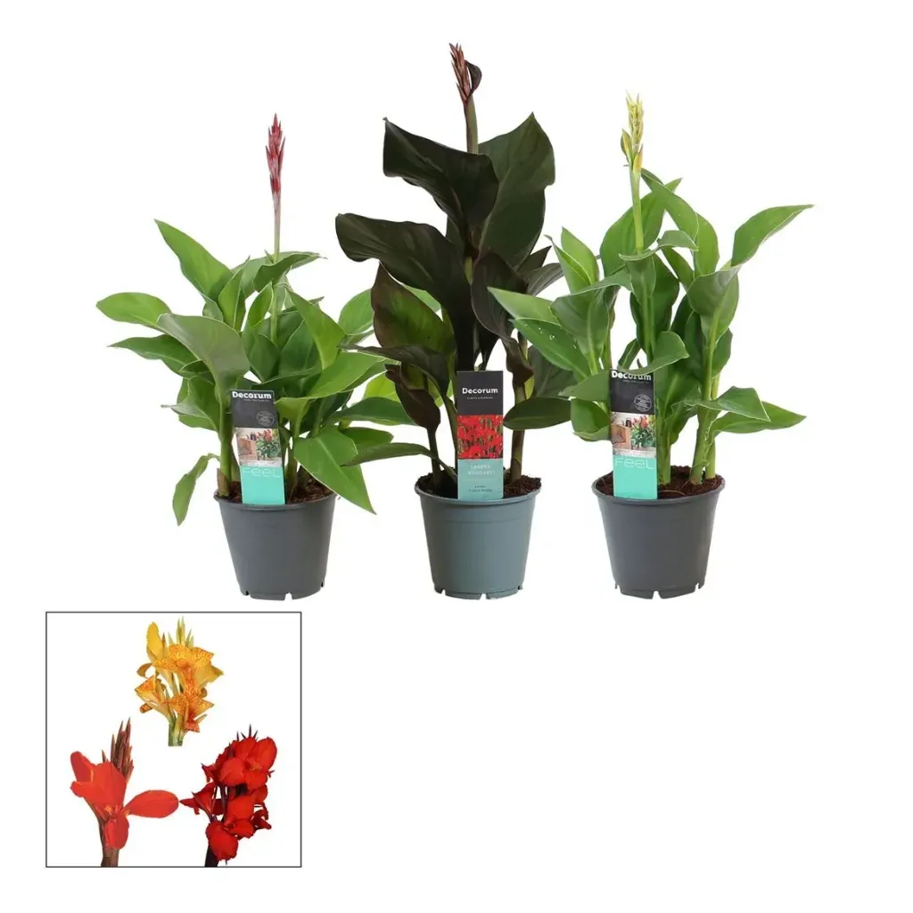 Canna Island varies Pot P14