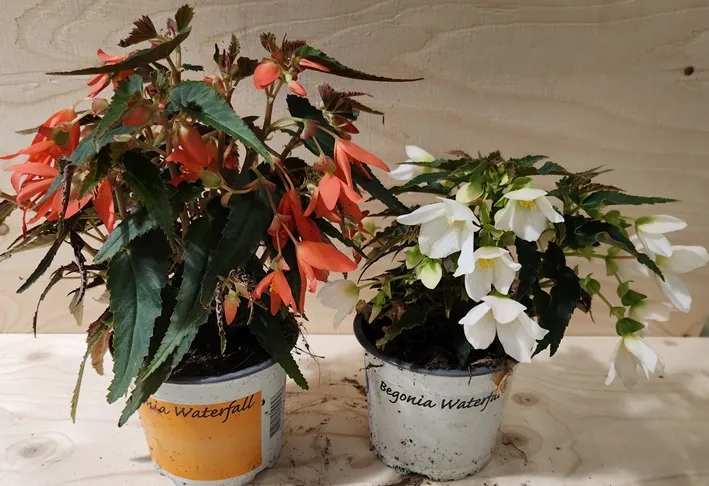 Begonia Waterfall mix Pot P12cm - bégonia tombant col. variées