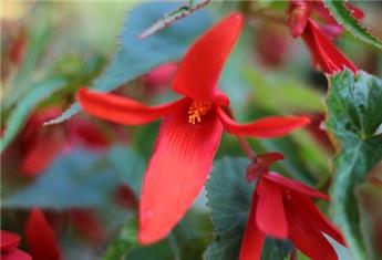 Begonia waterfall Pot P12cm