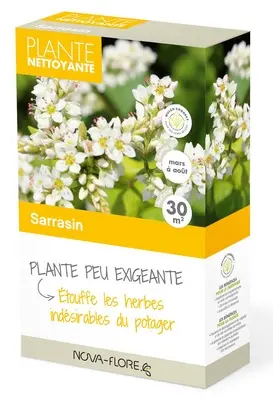 Sarrasin 30 m²  ** Engrais Vert **