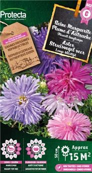 Reine marguerite plume d´autruche ( Protecta C )