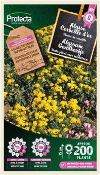 Alysse vivace Corbeille d´or ( Protecta C )