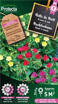 Belle de Nuit variée ( Protecta C )