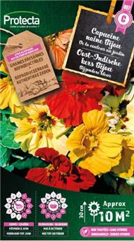 Capucine naine Bijou varié ( Protecta C )