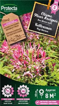 Cléome Fleur Araignée ( Protecta C )