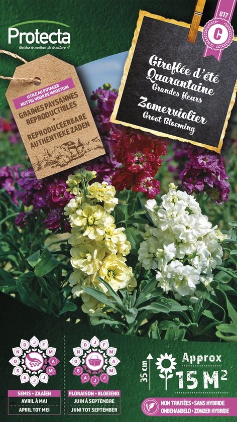 Giroflée Quarantaine ( Protecta C )