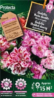 Godetia Nain double à fleur d´Azalée ( Protecta C )