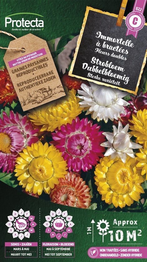 [142533] Immortelle à bractées ( Protecta C )