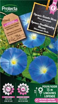 Ipomée Géante bleue ( Protecta C )