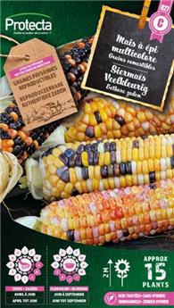 Mais à épi multicolore ( Protecta C )