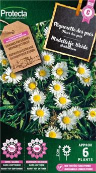 Pâquerette des prés  ( Protecta C )
