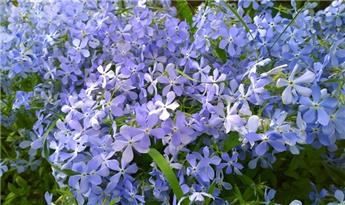 Phlox de Drummond à grande fleur ( Protecta C )