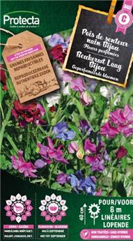 Pois de senteur nain Bijou ( Protecta C )