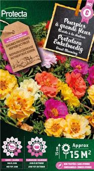 [142548] Pourpier à grande fleur simple varié ( Protecta C )