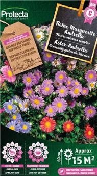 Reine marguerite simple Andrella ( Protecta C )
