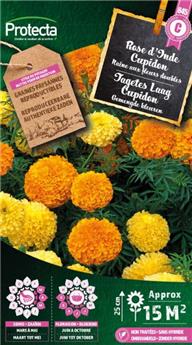 Rose d´Inde Cupidon naine variée ( Protecta C )