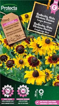 Rudbeckia Hirta Gloriosa Daisies ( Protecta C )