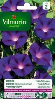 Ipomée Volubilis Pourpre (Vilm)