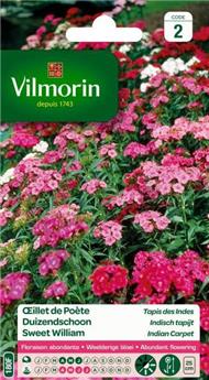 Oeillet De Poète Tapis Des Indes  (Vilm)