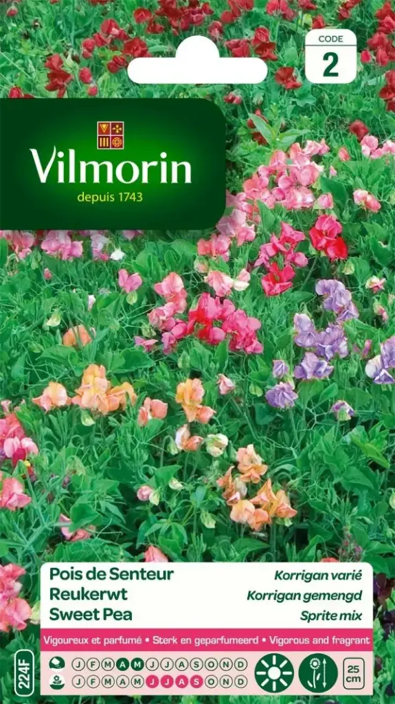 Pois De Senteur Korrigan Varié  (Vilm)