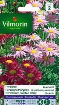 Pyrèthre Géant Varié  (Vilm)